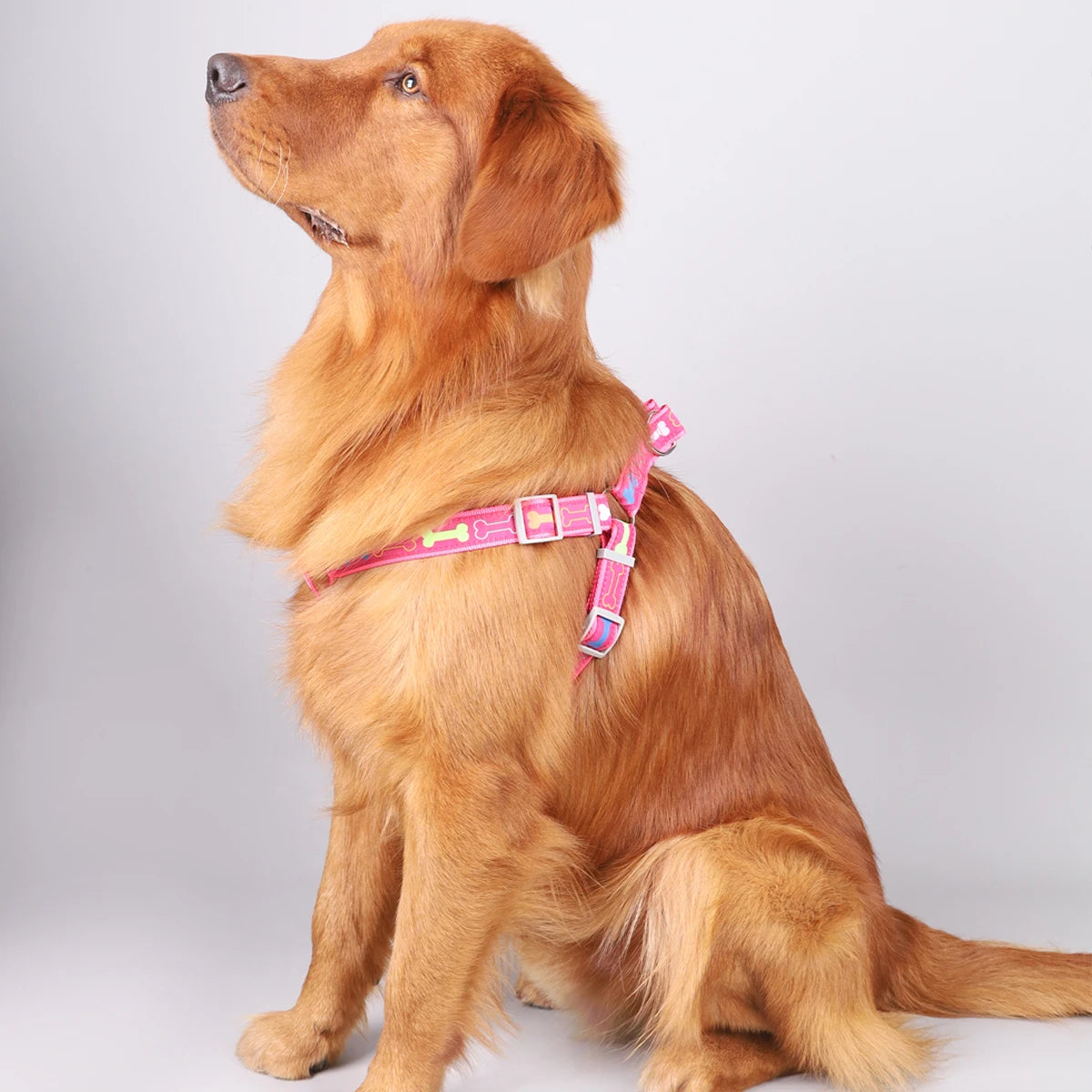 Harnais Réglable pour Chiens – Sécurisé & Confortable avec Motif Os Coloré