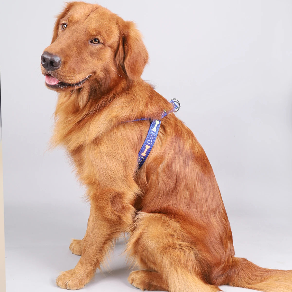 Harnais Réglable pour Chiens – Sécurisé & Confortable avec Motif Os Coloré