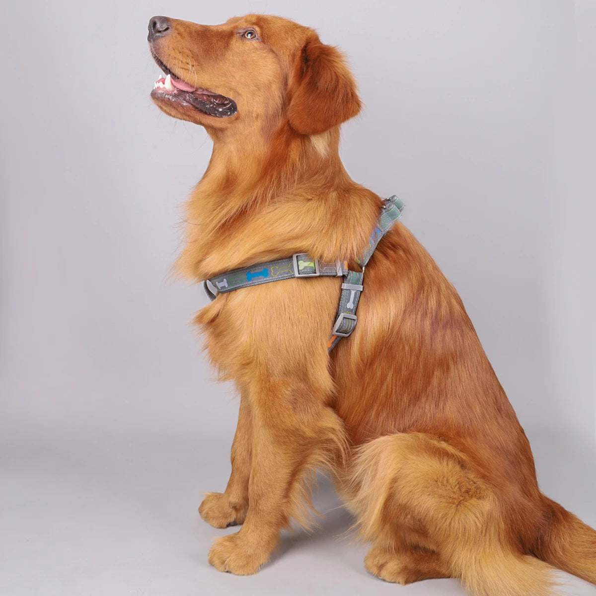 Harnais Réglable pour Chiens – Sécurisé & Confortable avec Motif Os Coloré